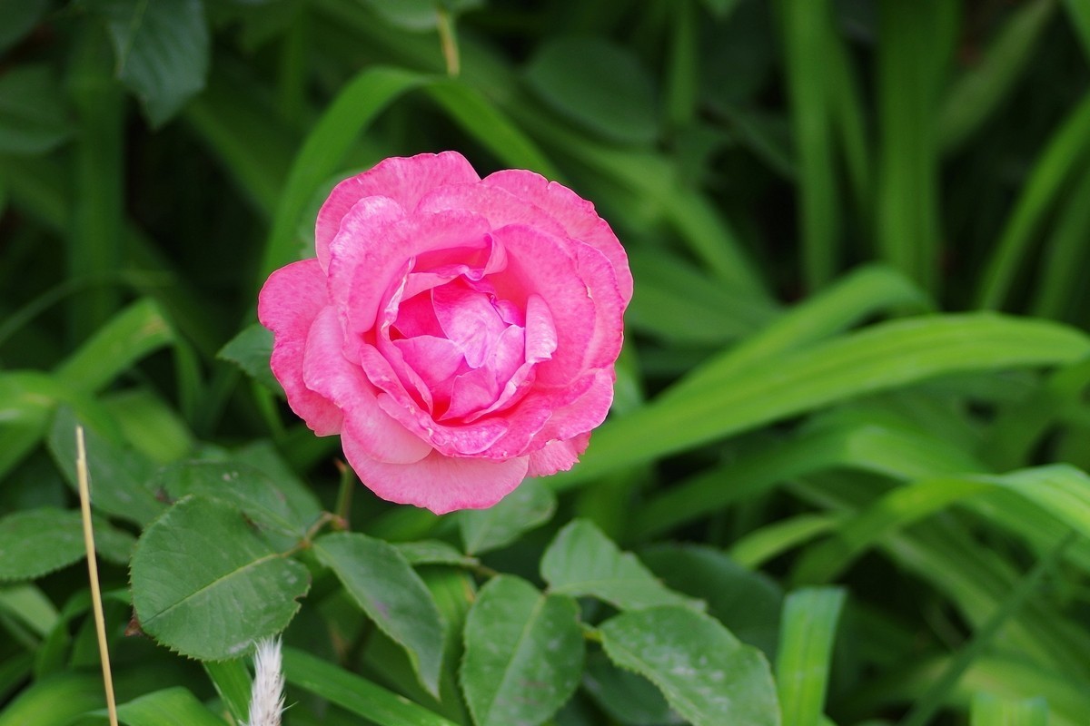 天士力厂区内盛开的鲜花