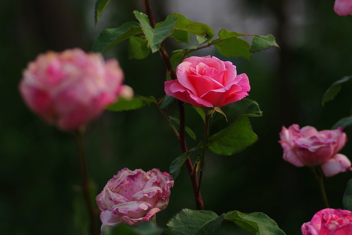 天士力厂区内盛开的鲜花