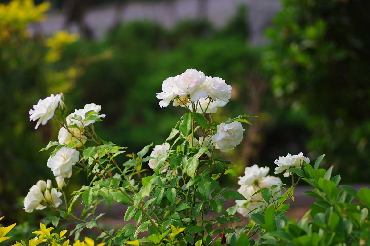 天士力厂区内盛开的鲜花