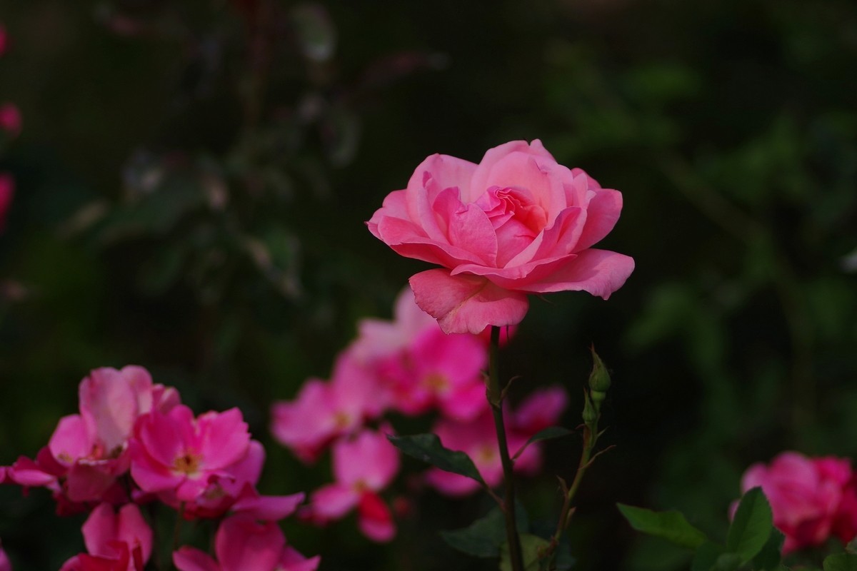 天士力厂区内盛开的鲜花