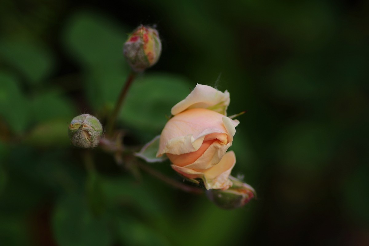 天士力厂区内盛开的鲜花