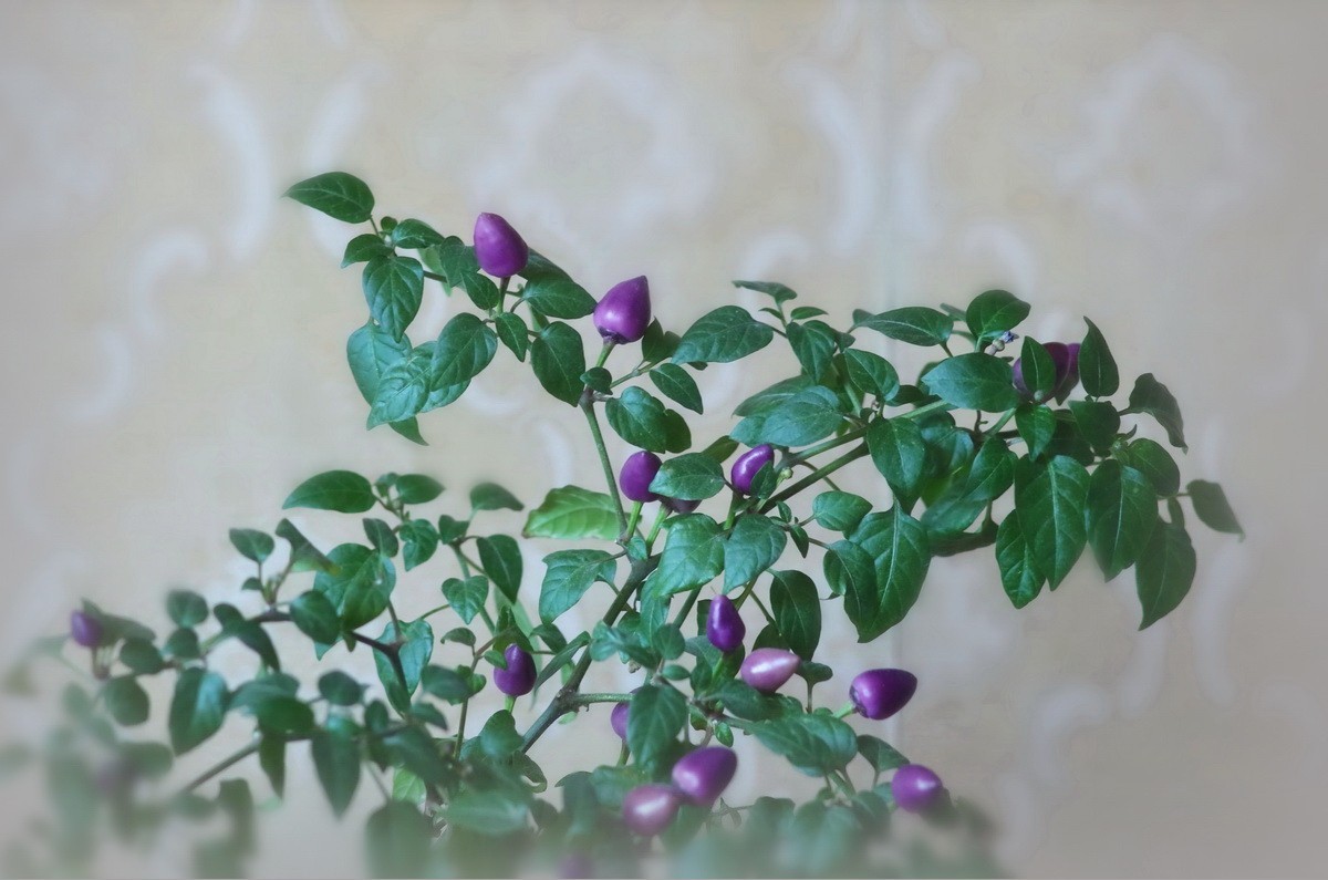 盆栽紫色小辣椒