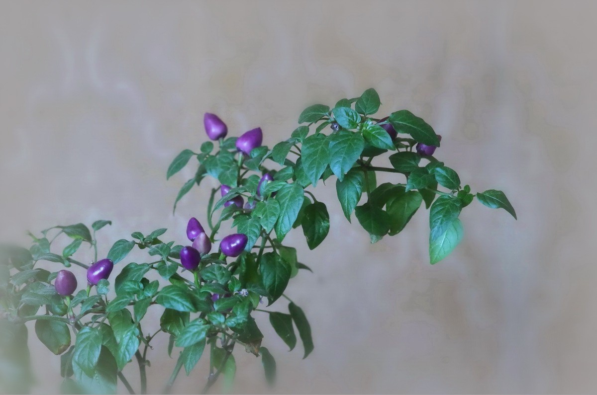薇薇花园: 紫色朝天椒