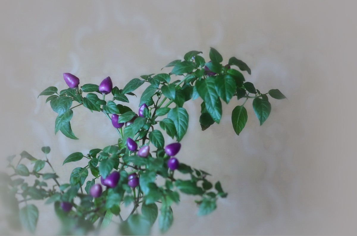 盆栽紫色小辣椒