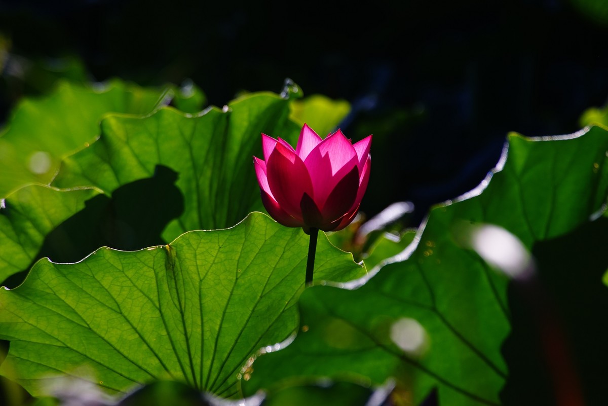 中山公园的荷花