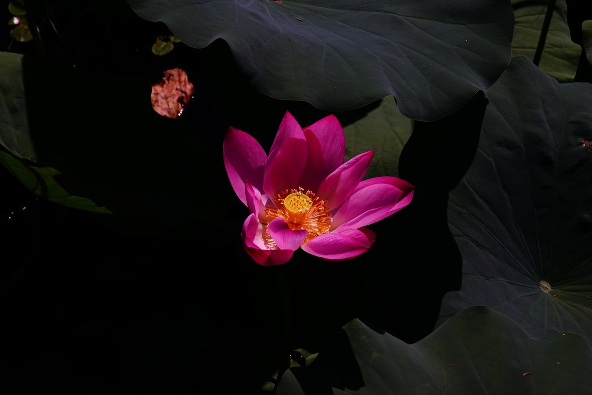 中山公园的荷花