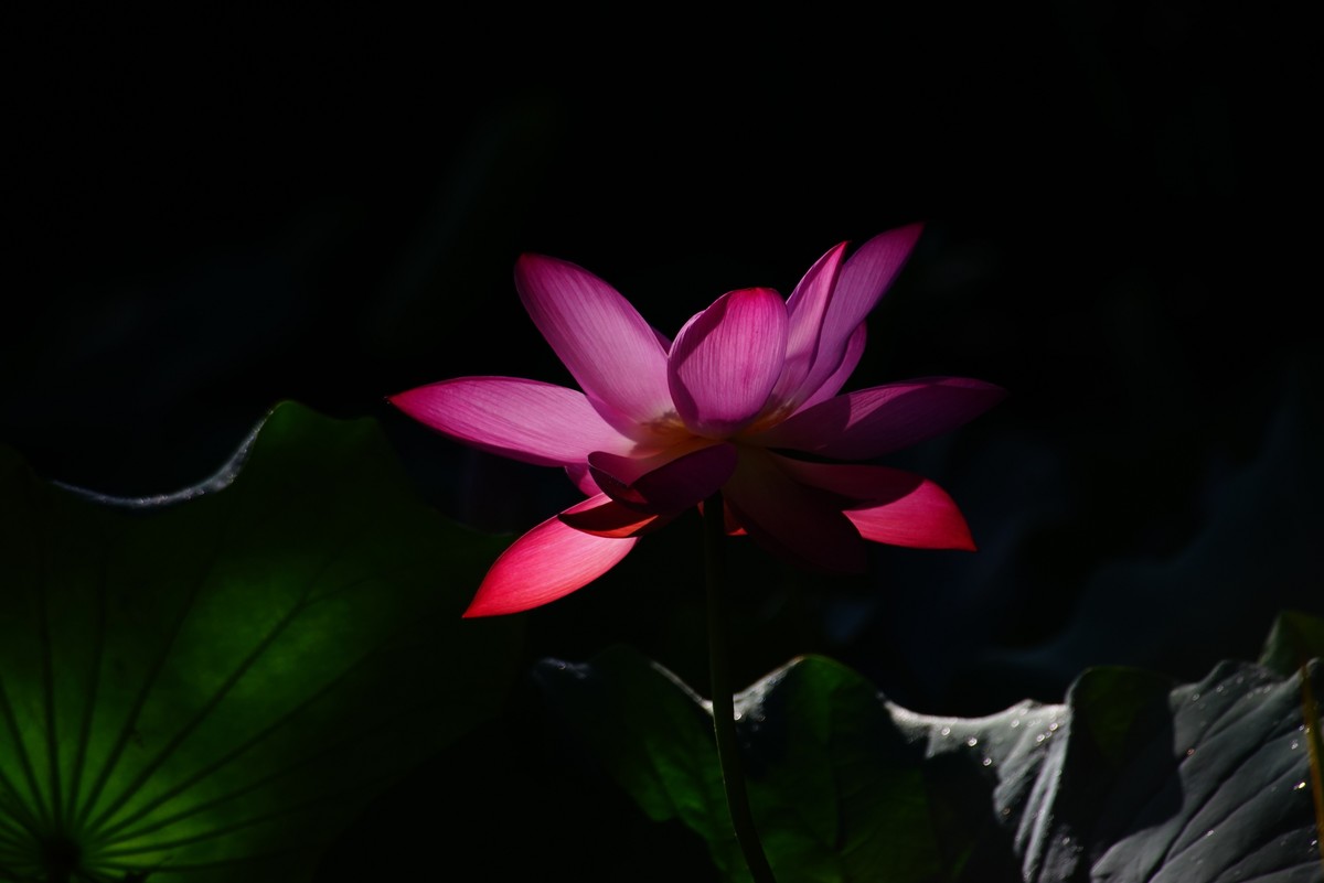 中山公园的荷花