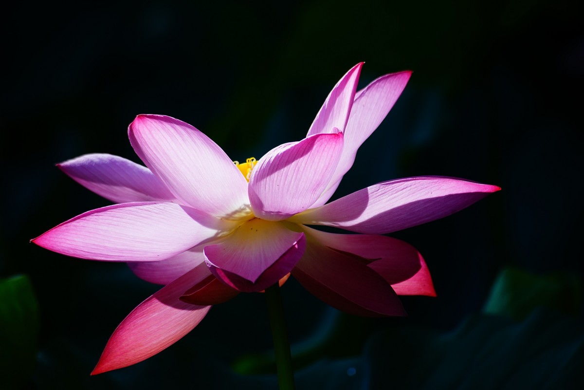 中山公园的荷花