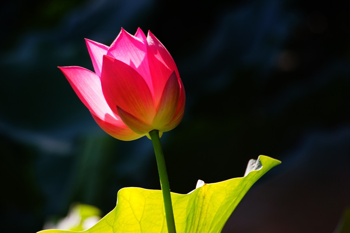 中山公园的荷花