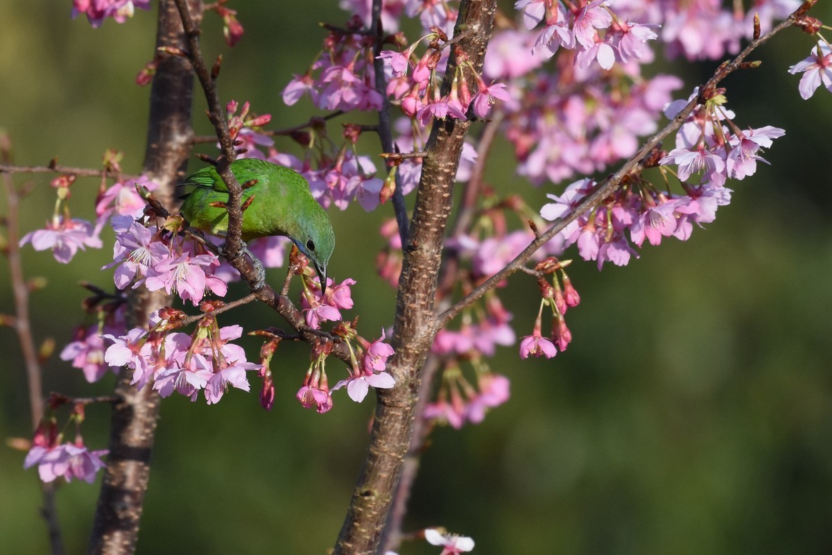 樱花树上的小鸟