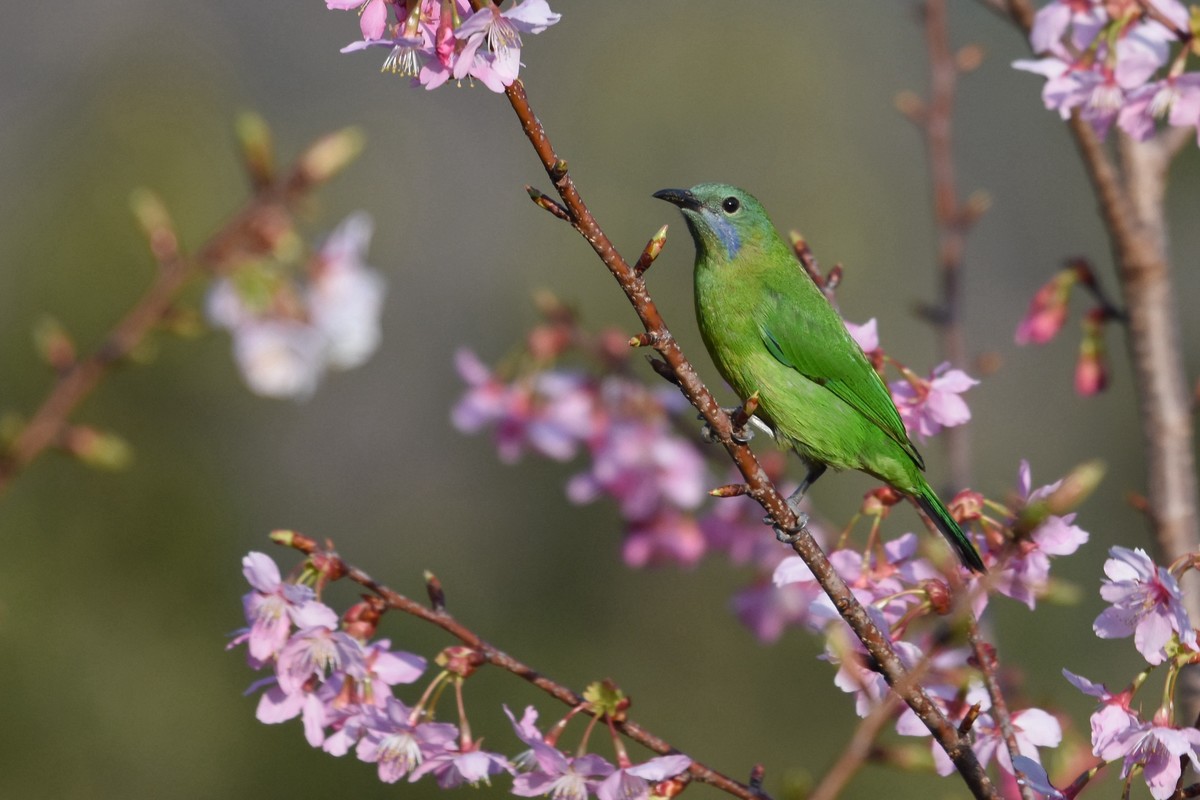 樱花树上的小鸟