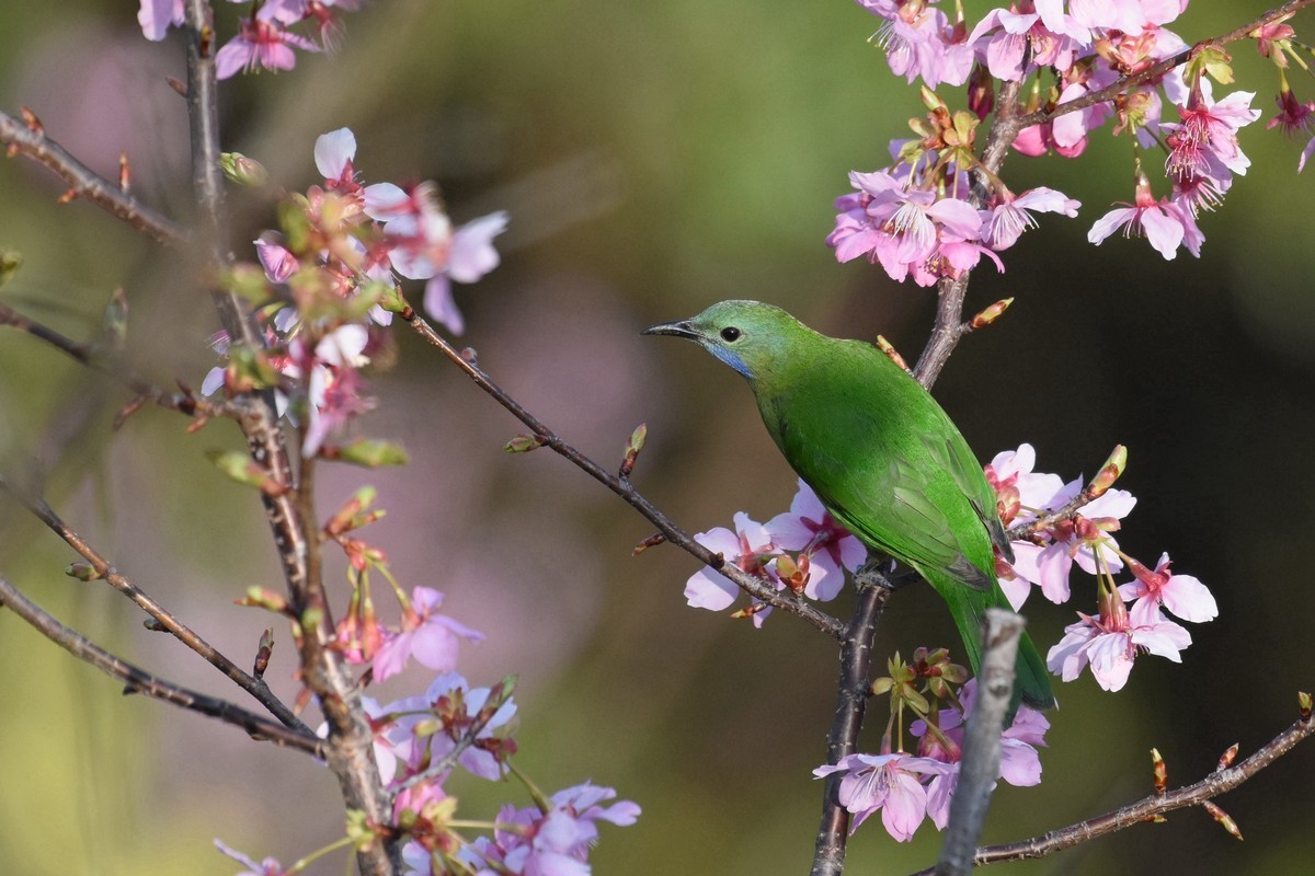 樱花树上的小鸟