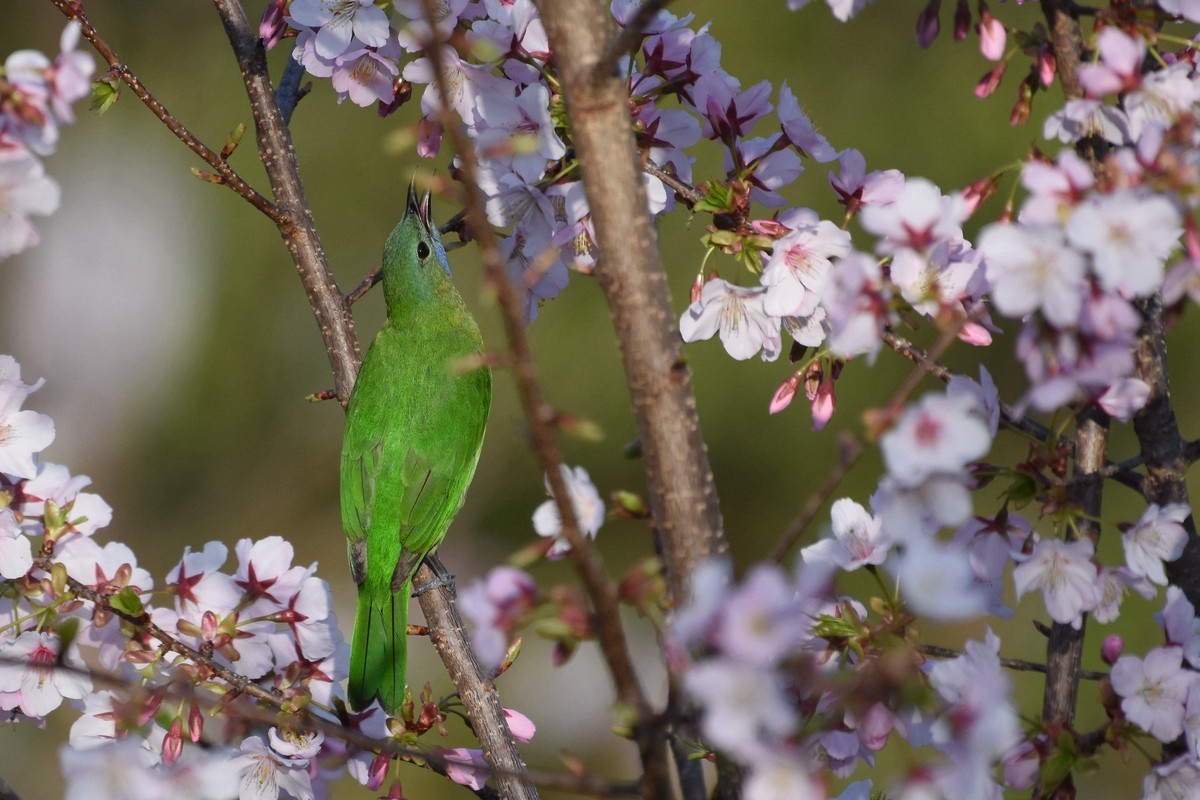 樱花树上的小鸟