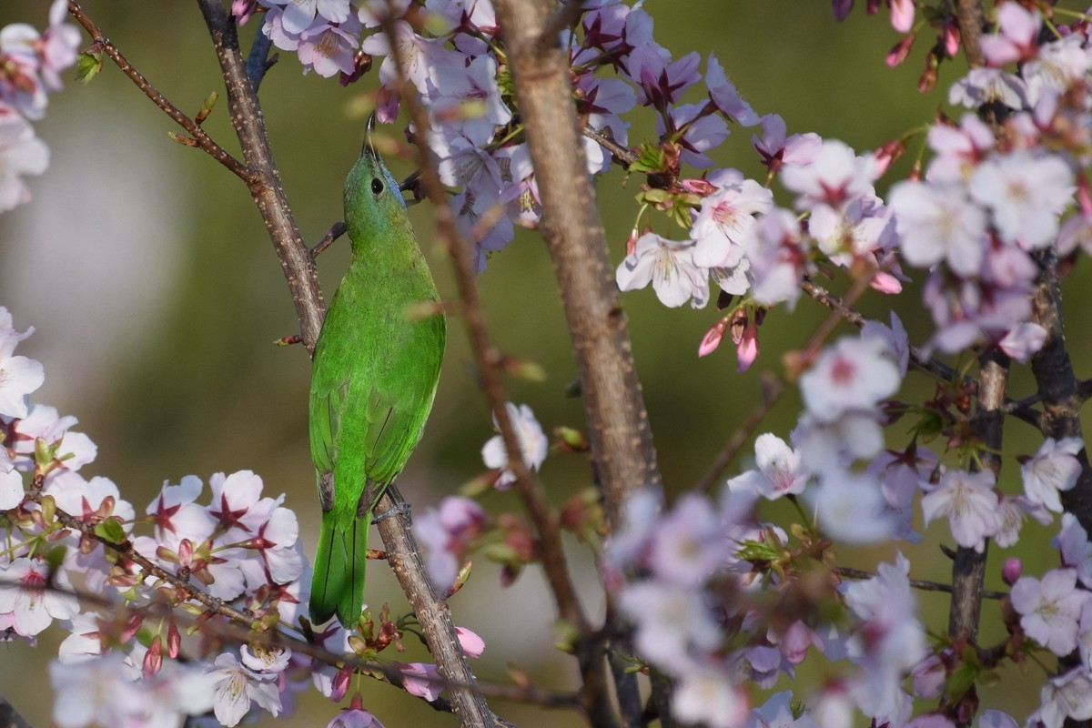 樱花树上的小鸟