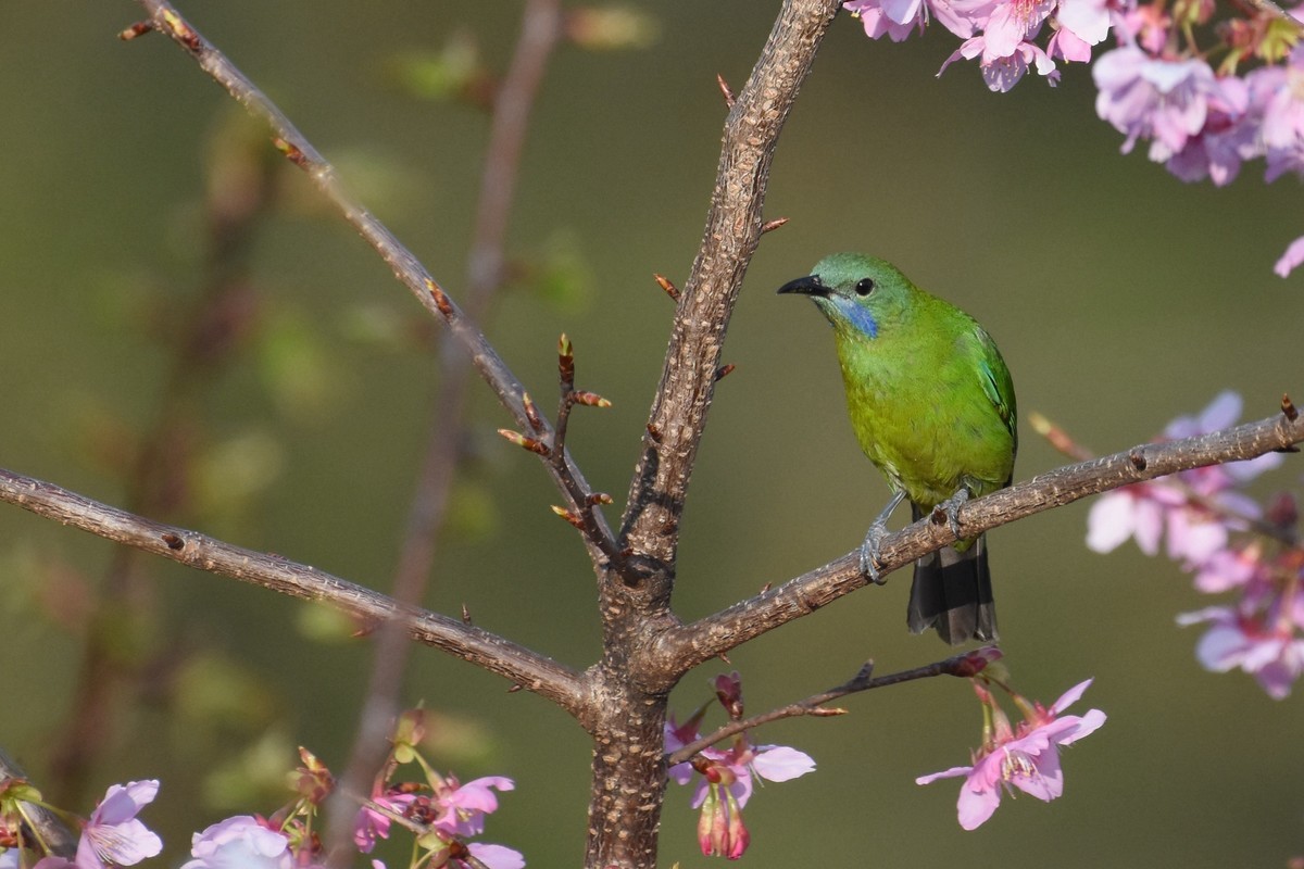 樱花树上的小鸟