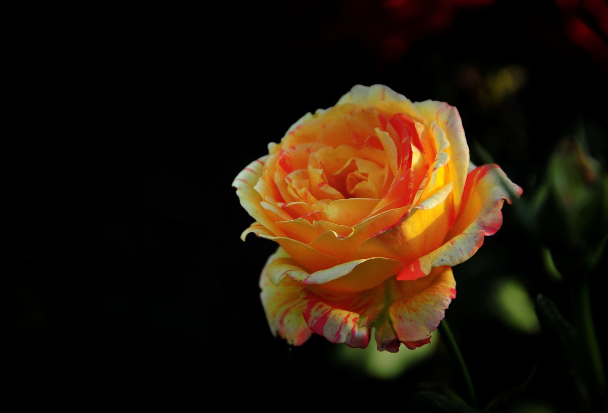 月季花开（续）