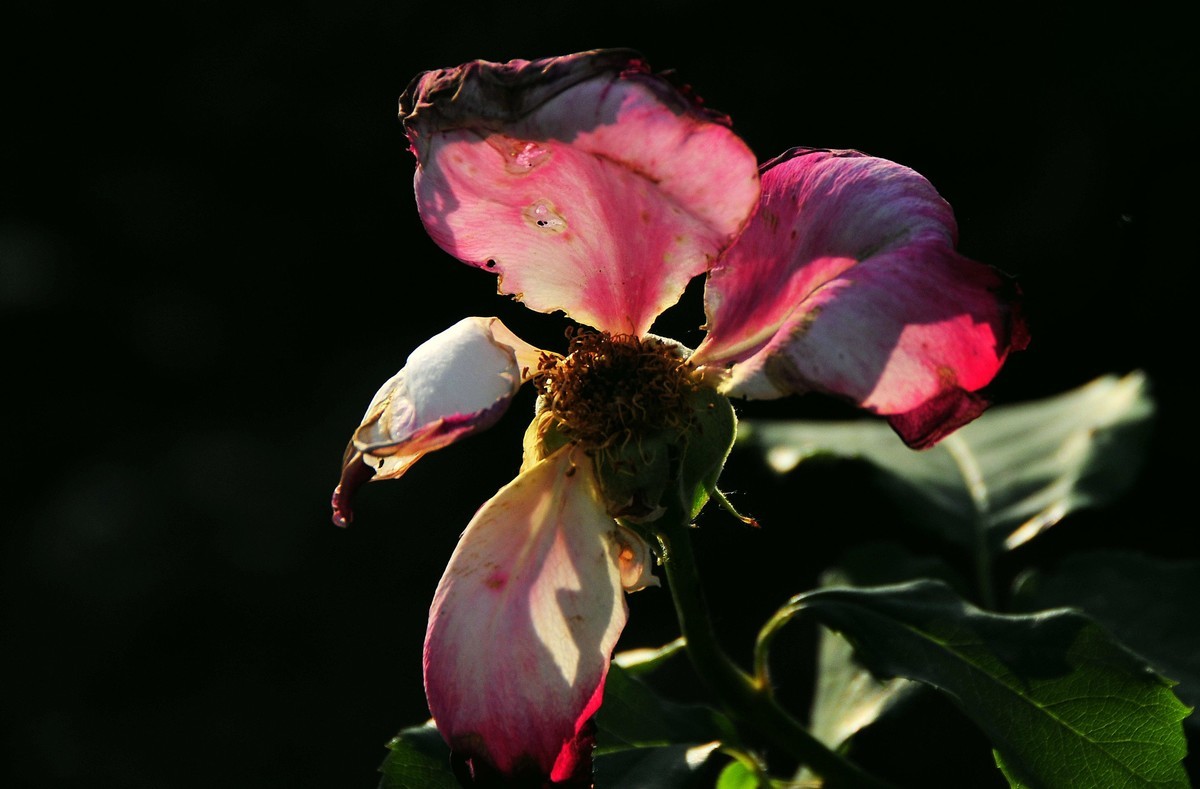 月季花开（续）