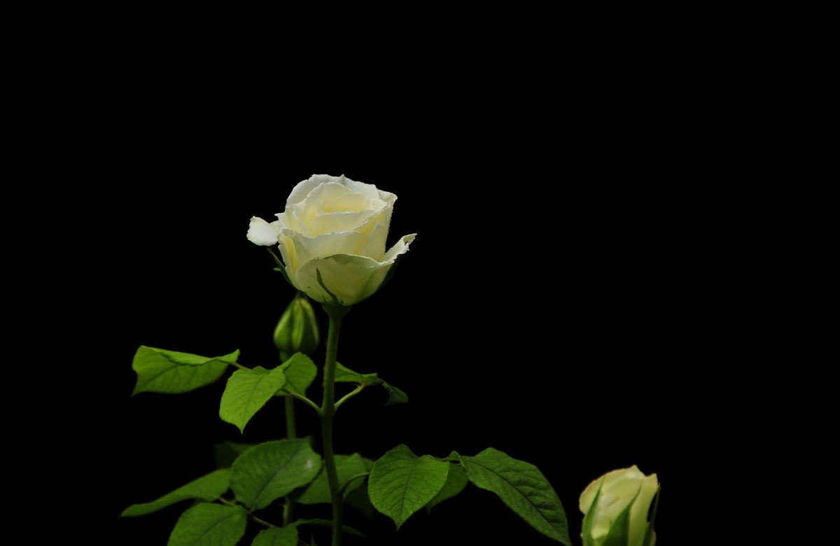 月季花开（续）