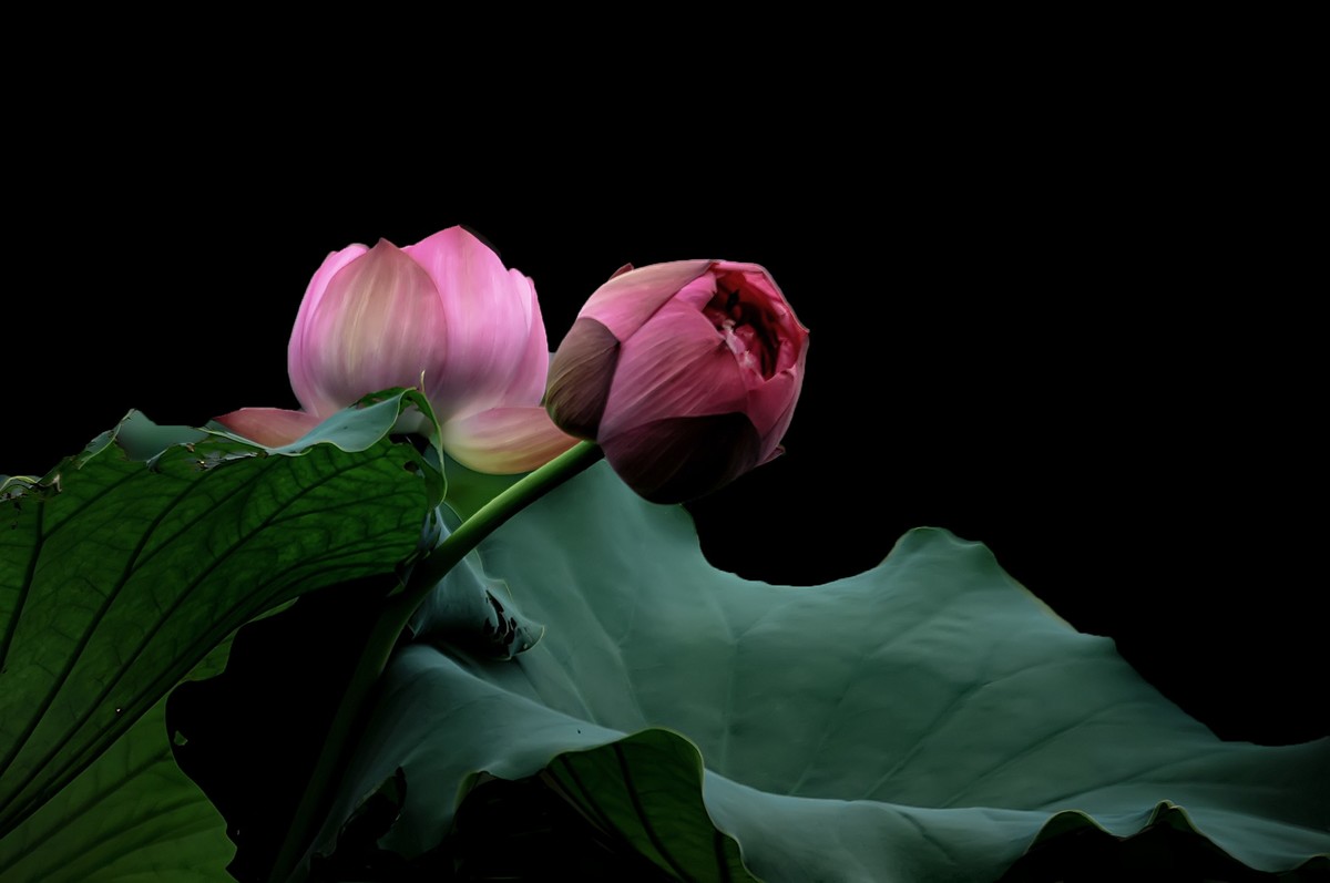 又是一年荷花开  《看荷花》  （清-彭孙贻）