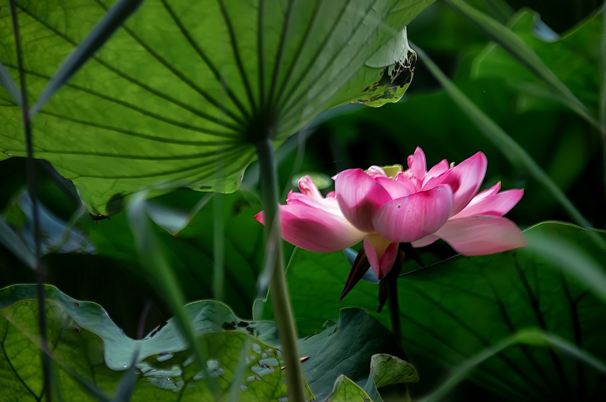又是一年荷花开  《看荷花》  （清-彭孙贻）