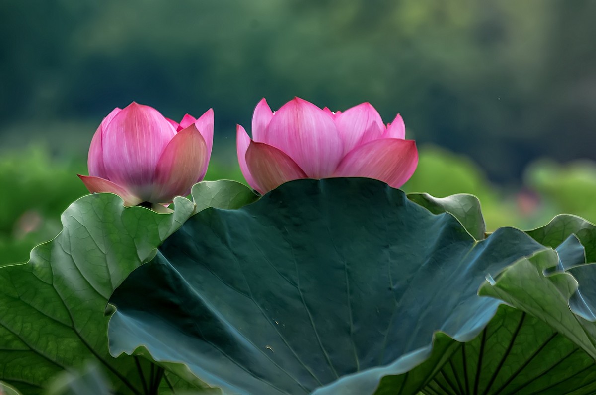 又是一年荷花开  《看荷花》  （清-彭孙贻）