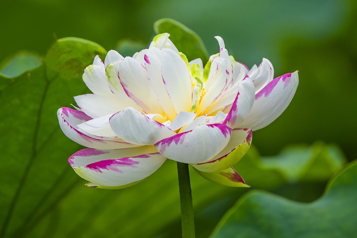 接天连雨无穷尽，闪拍荷花亦欢颜