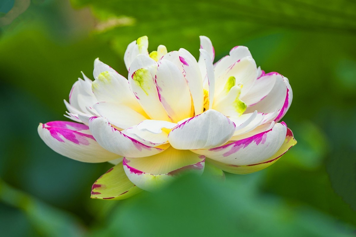 接天连雨无穷尽，闪拍荷花亦欢颜