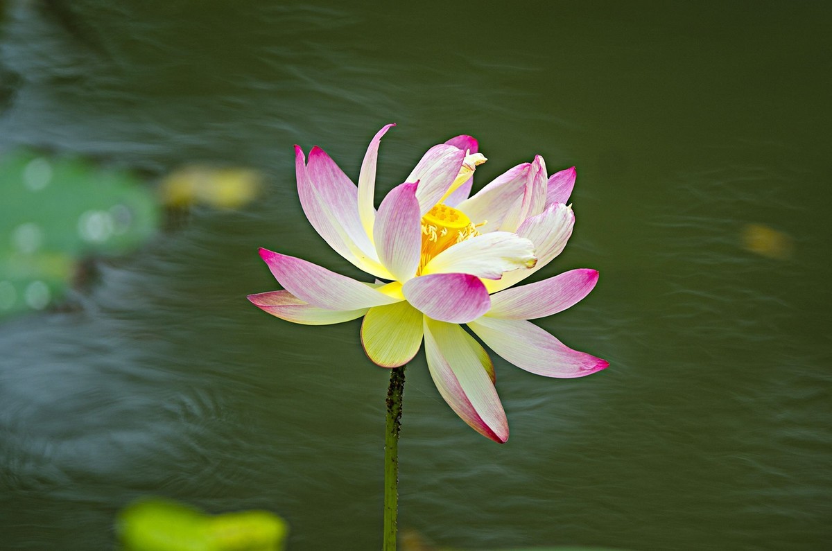 接天连雨无穷尽，闪拍荷花亦欢颜