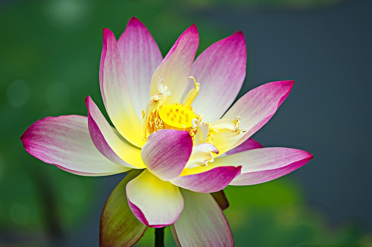 接天连雨无穷尽，闪拍荷花亦欢颜