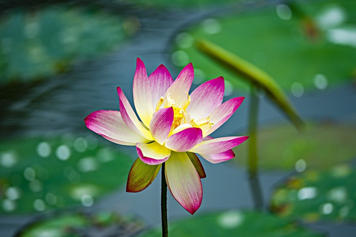 接天连雨无穷尽，闪拍荷花亦欢颜