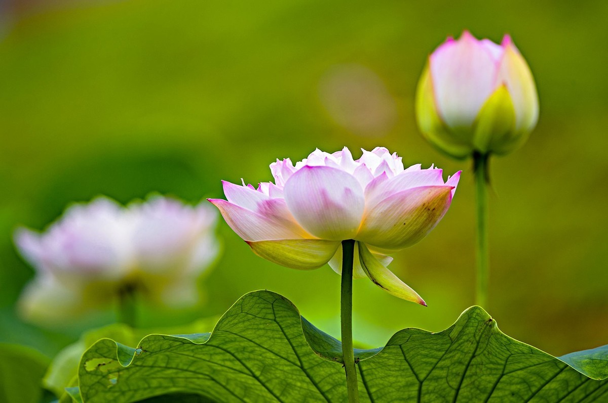 接天连雨无穷尽，闪拍荷花亦欢颜