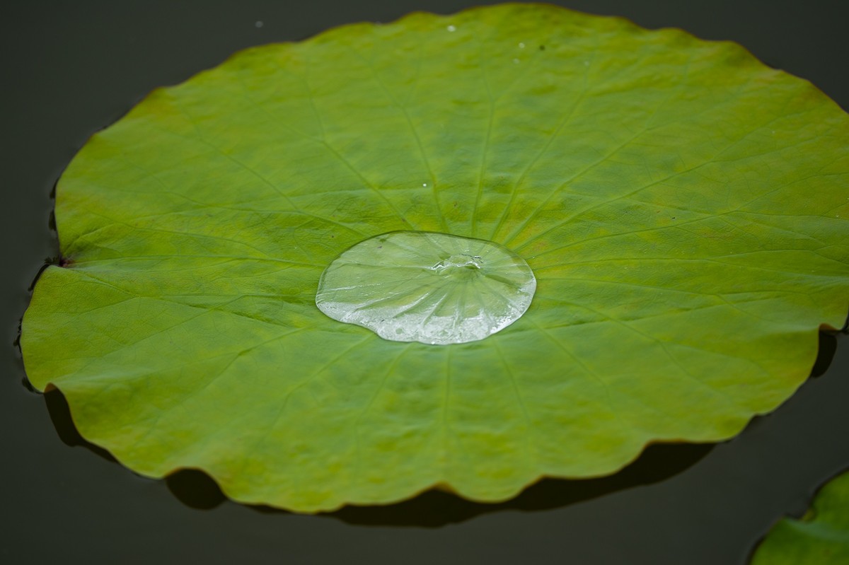 接天连雨无穷尽，闪拍荷花亦欢颜