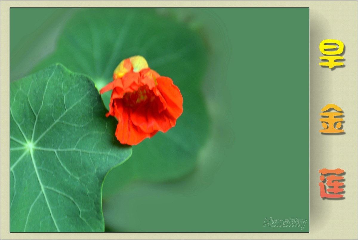 旱金莲（2024141）