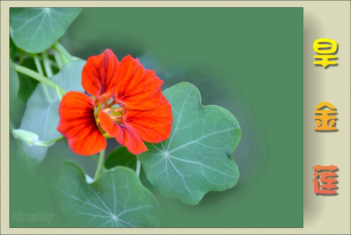 旱金莲（2024141）