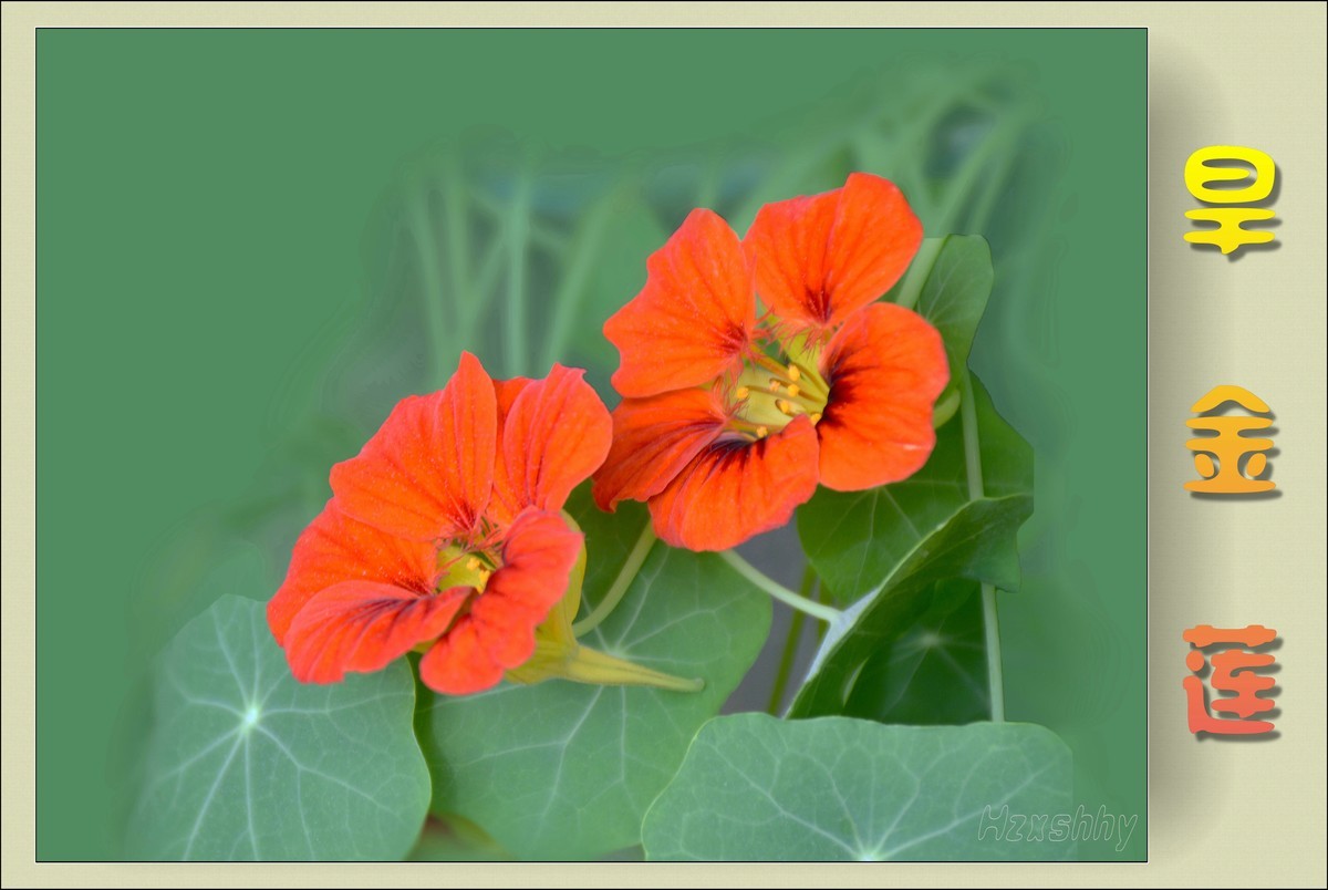 旱金莲（2024141）