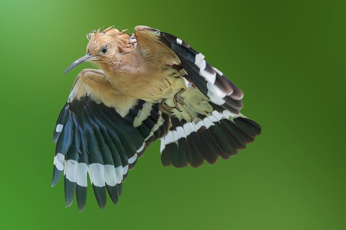 2024春帝都公园觅鸟之收获