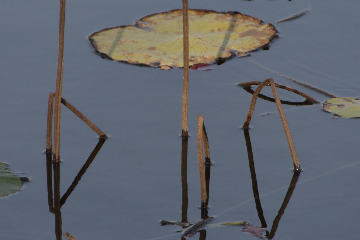 关东百花园（370）——残荷