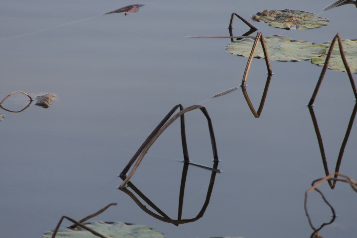 关东百花园（370）——残荷