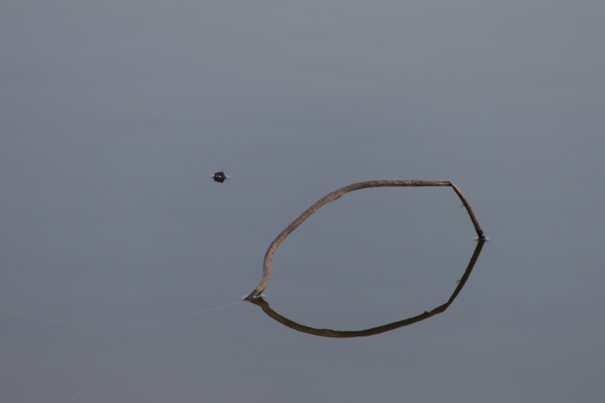 关东百花园（370）——残荷