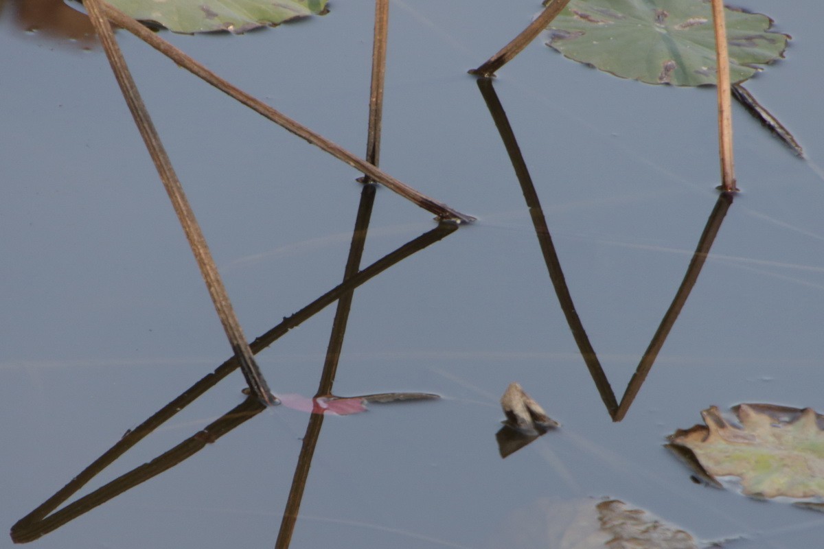 关东百花园（370）——残荷