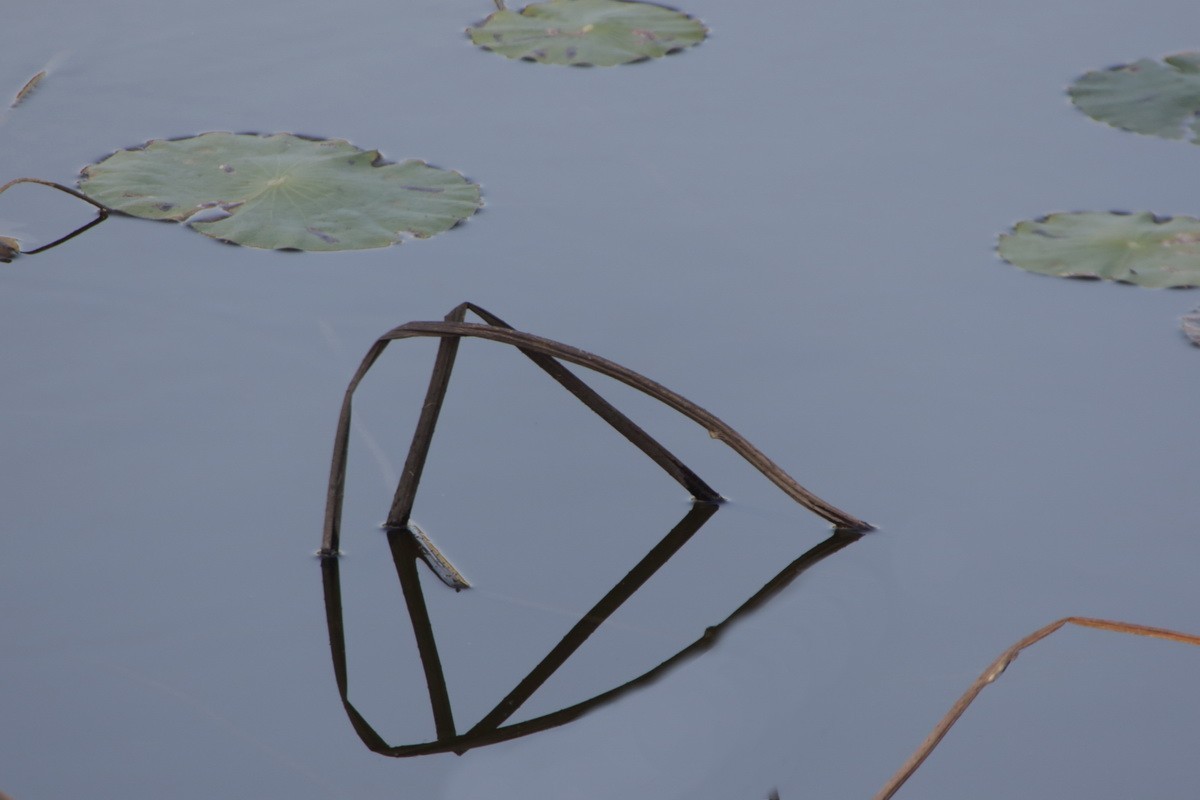 关东百花园（370）——残荷