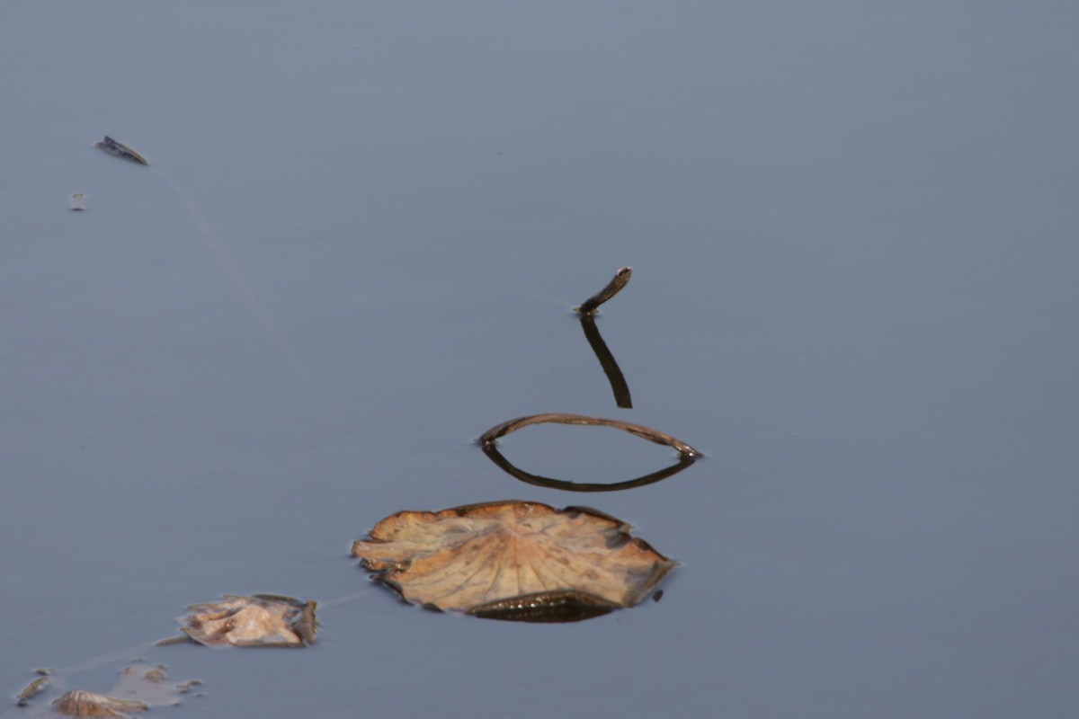 关东百花园（370）——残荷