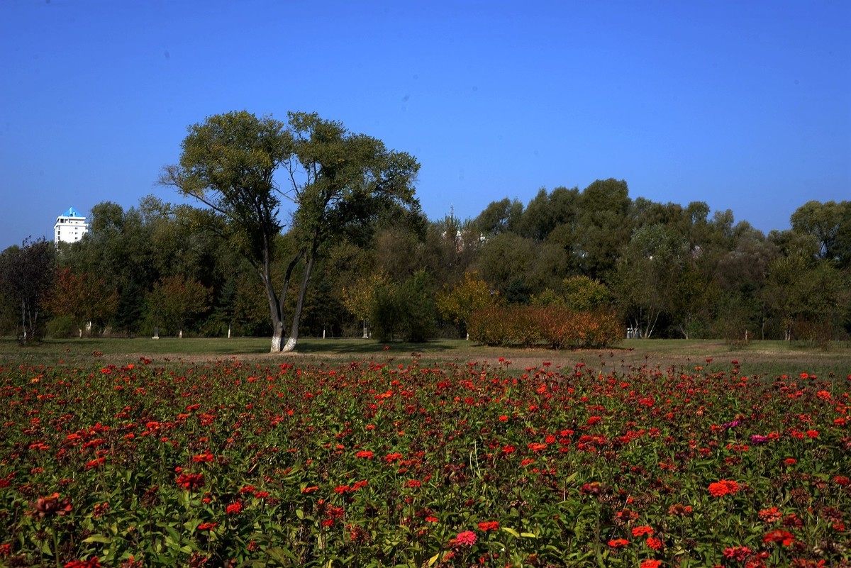 江滨公园秋色（4）