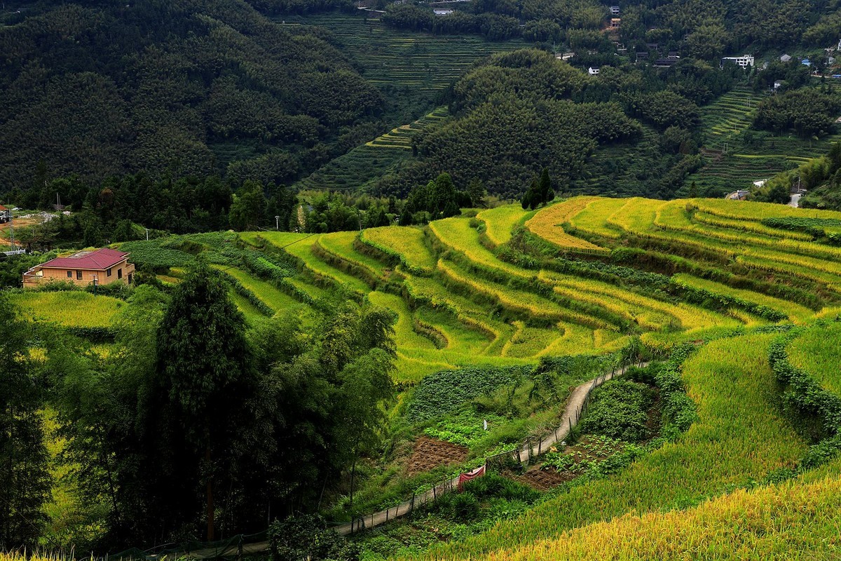 瑞安湖岭金川梯田 (3)