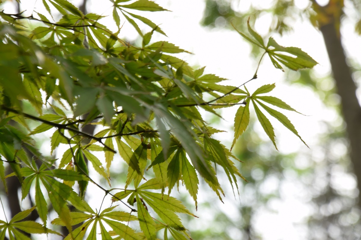 游吴淞炮台湾湿地公园续七