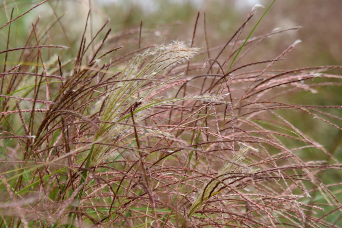 游吴淞炮台湾湿地公园续七