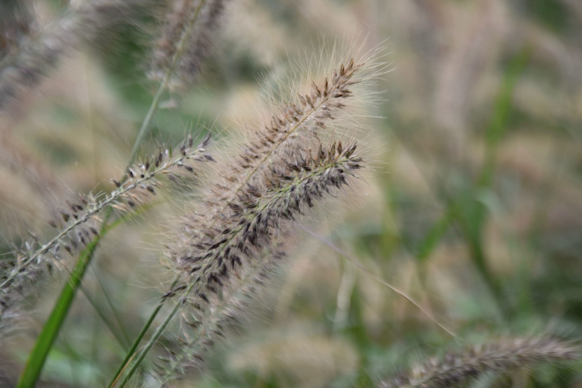游吴淞炮台湾湿地公园续七