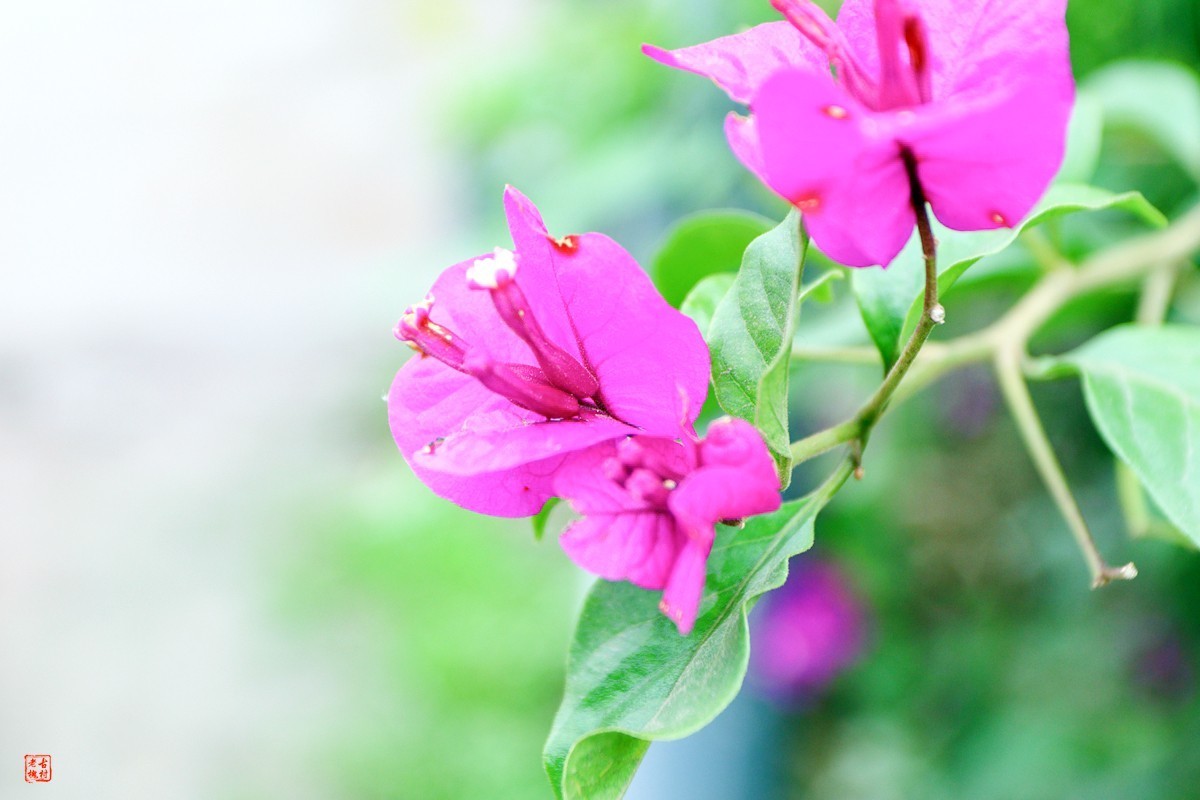 家人随拍——农家乐（2）