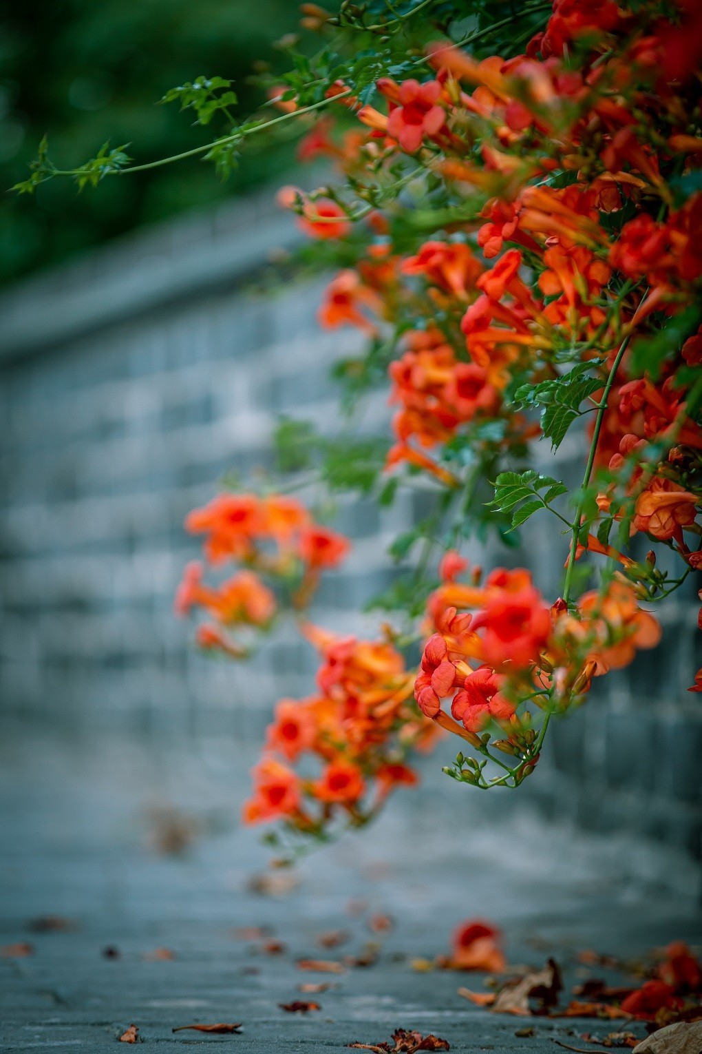 凌霄花开