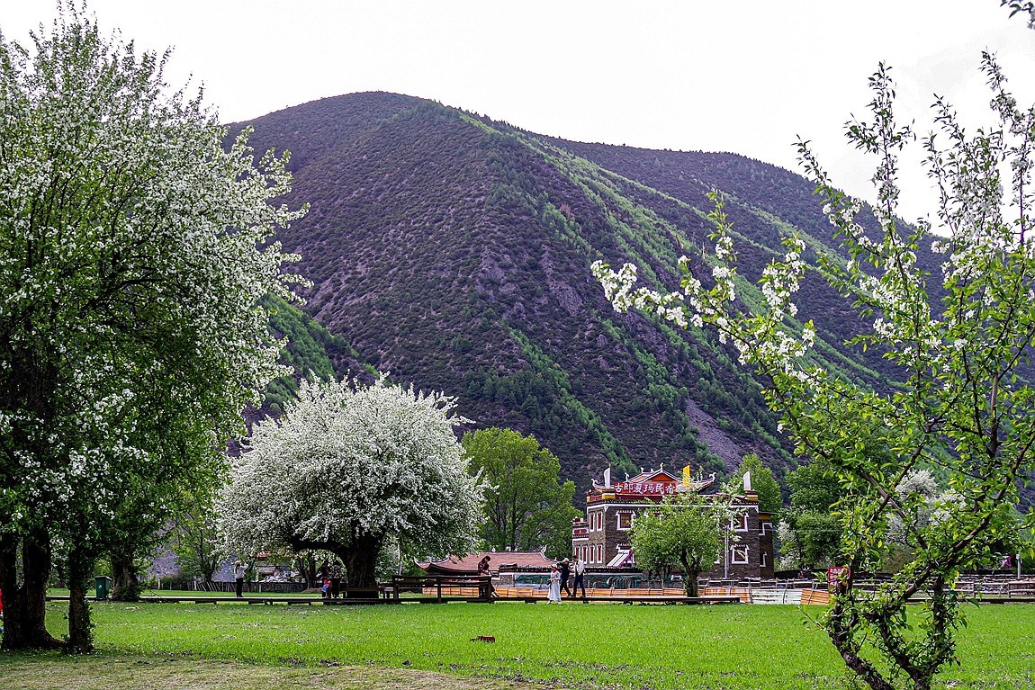 川西新都桥--甲根坝【4】俄色花
